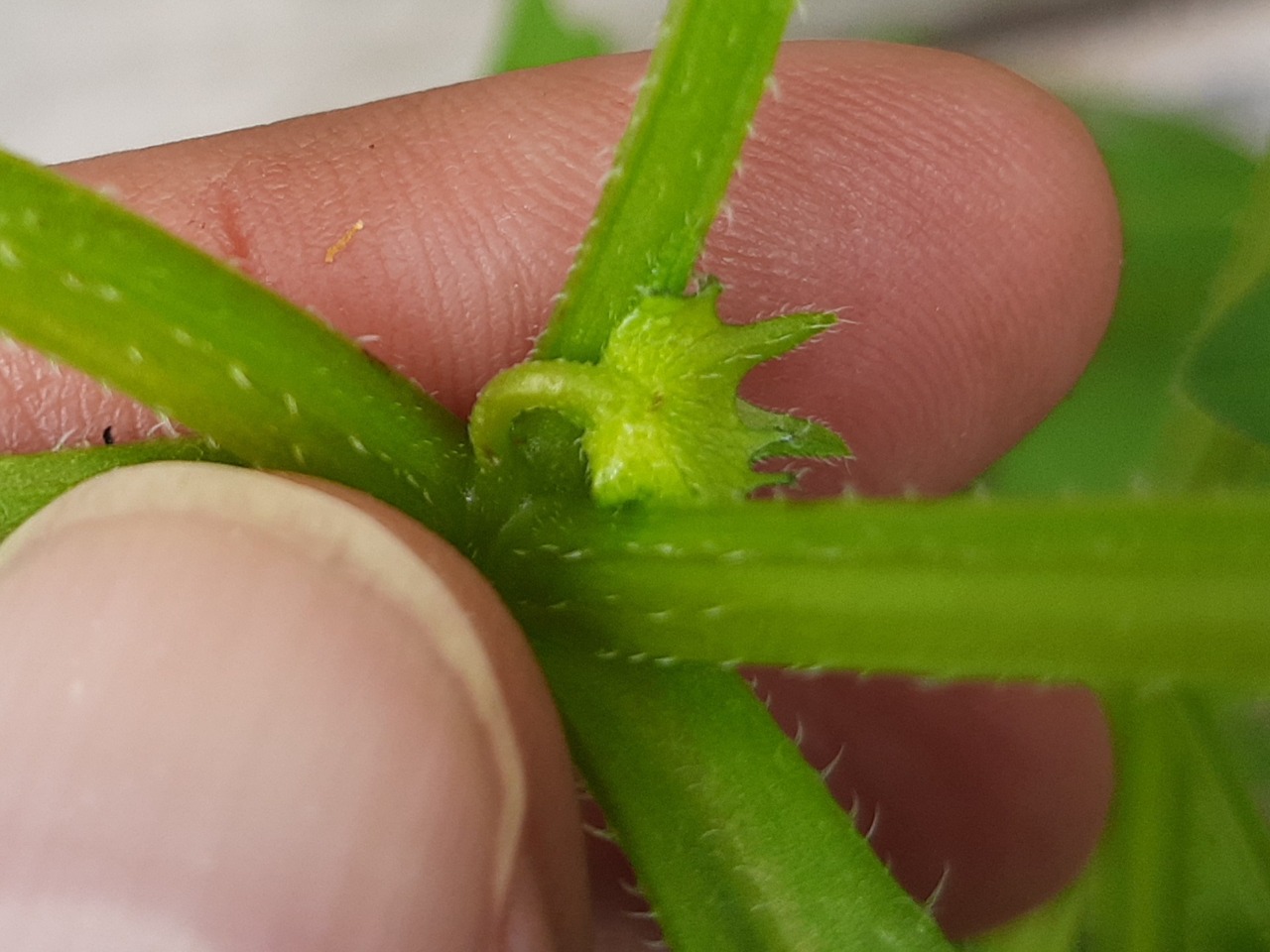 Asperugo procumbens