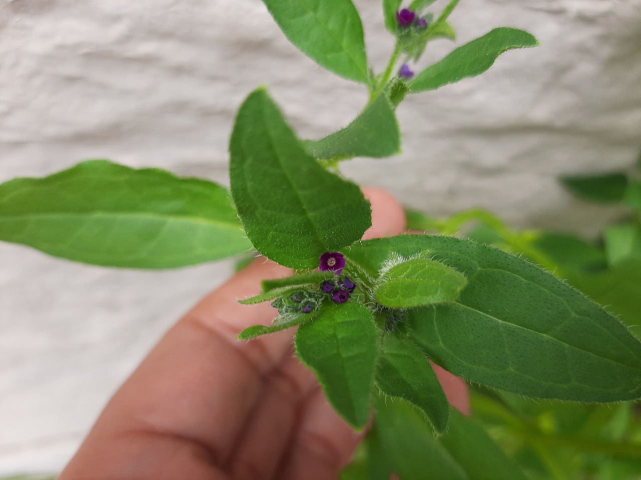 Asperugo procumbens