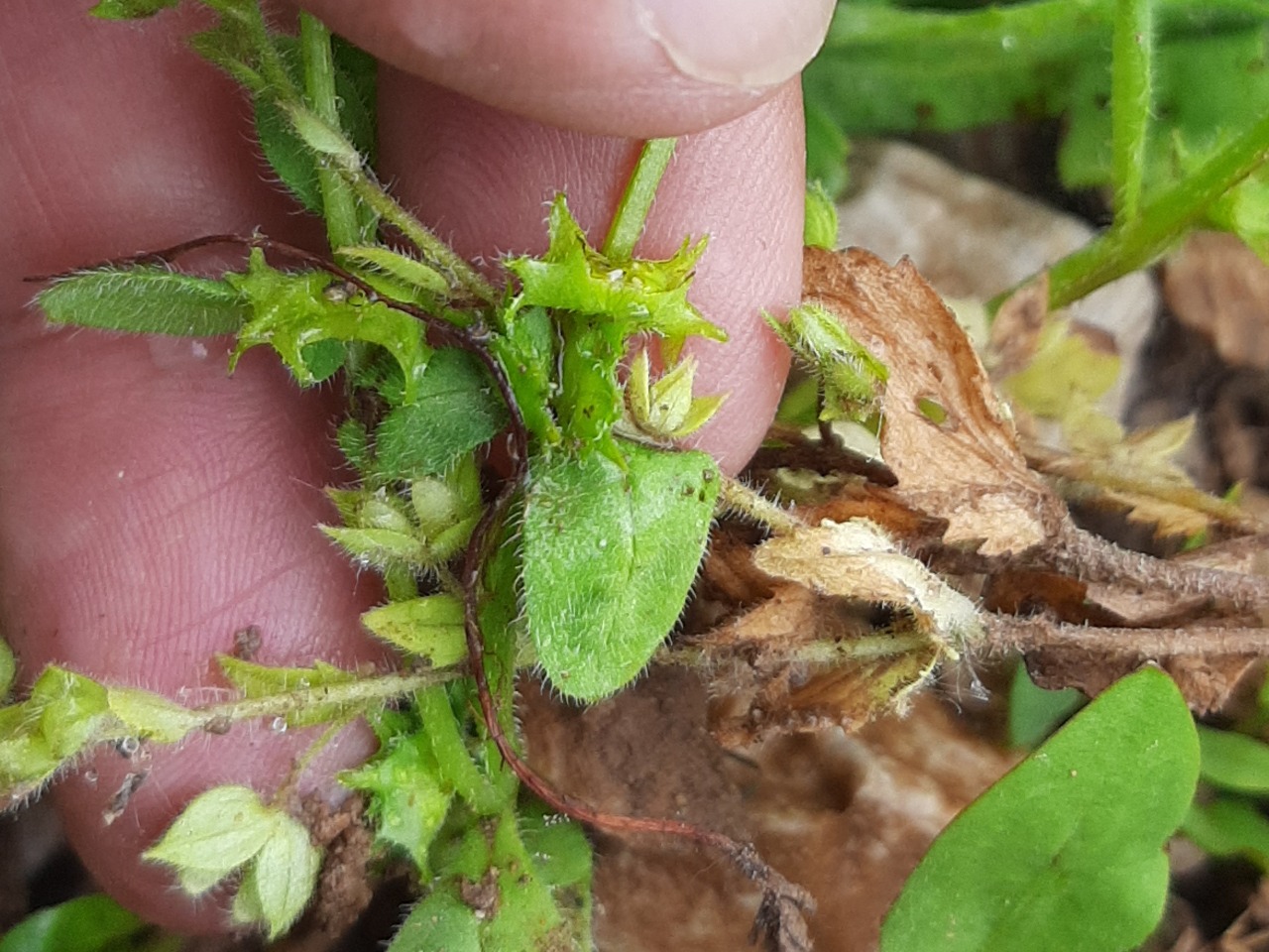 Asperugo procumbens