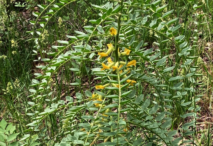 Astragalus christianus