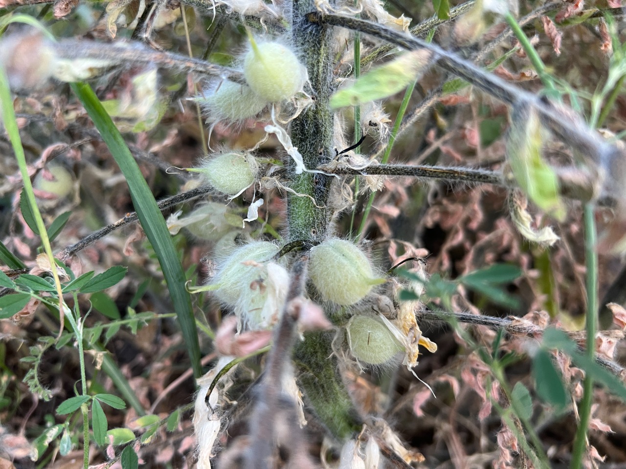 Astragalus christianus