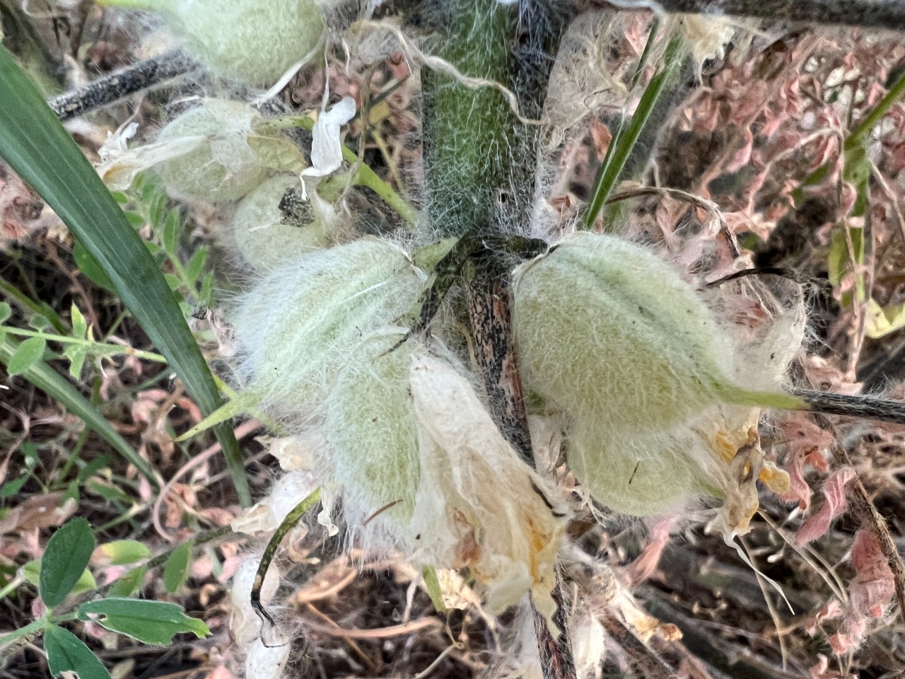 Astragalus christianus