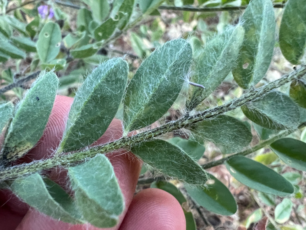 Astragalus christianus
