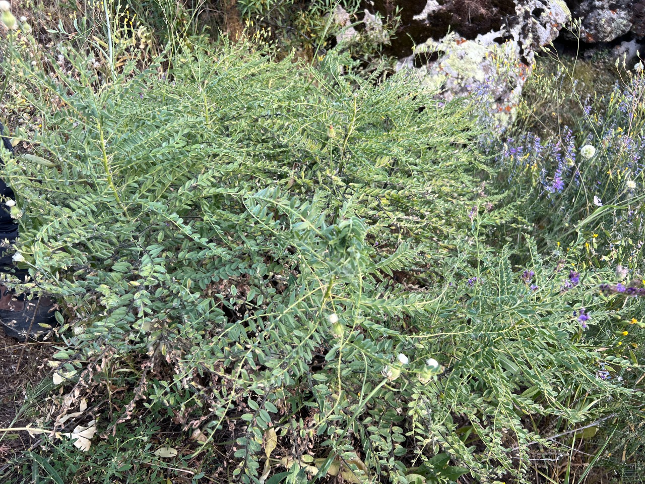 Astragalus christianus