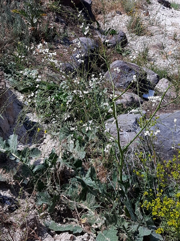 Crambe orientalis