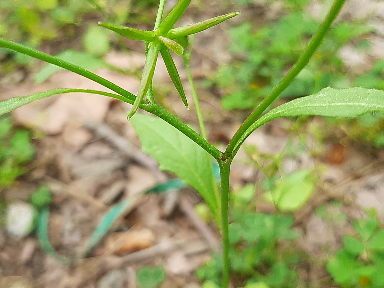 Rhagadiolus stellatus