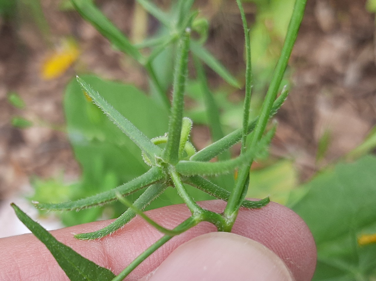 Rhagadiolus stellatus