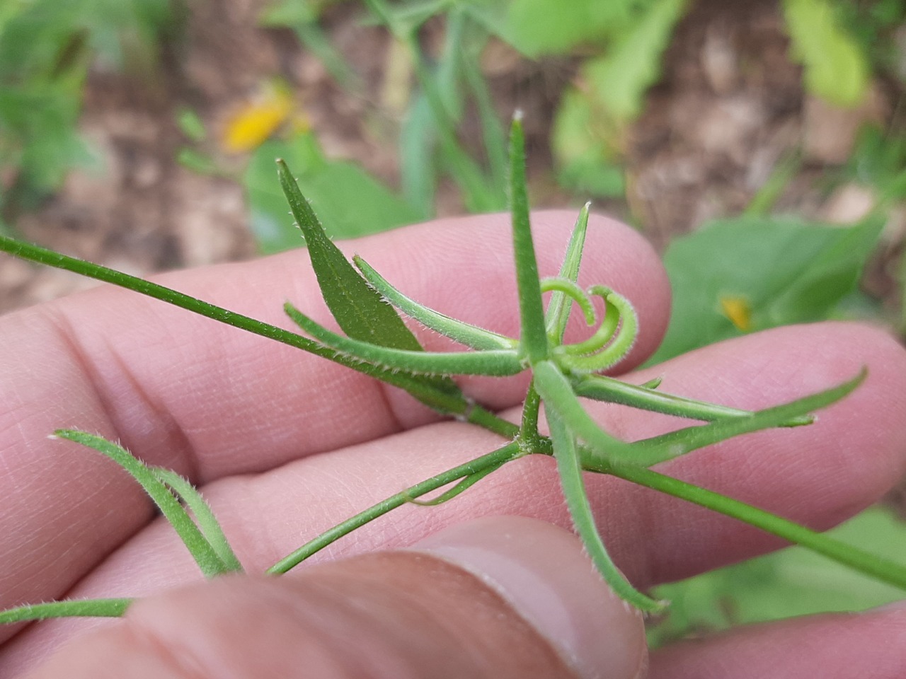 Rhagadiolus stellatus