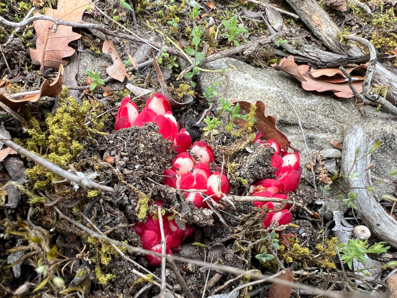 Cytinus ruber