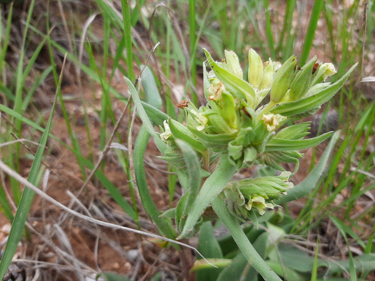 Nonea macrosperma