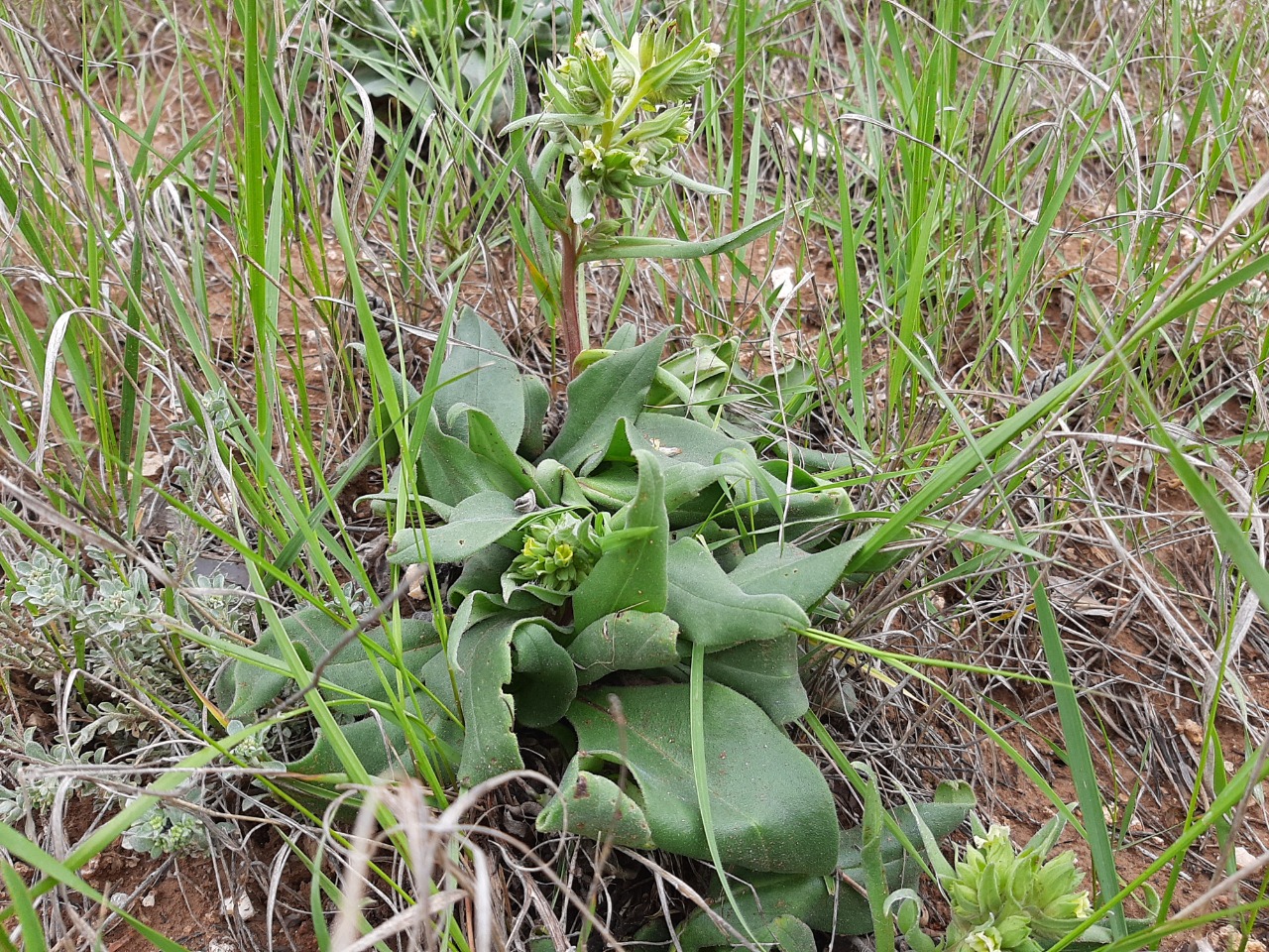 Nonea macrosperma