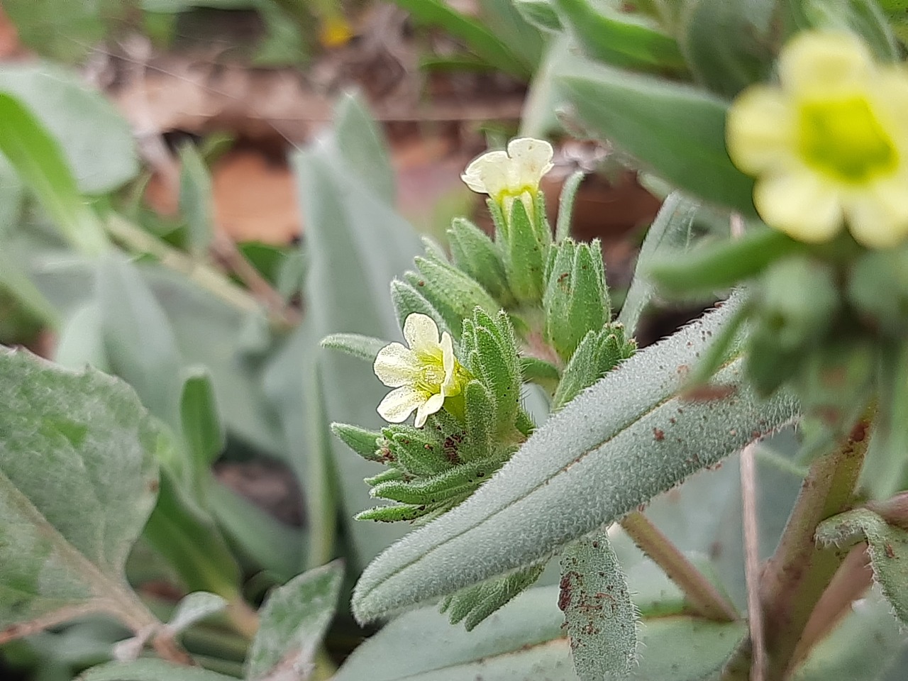 Nonea macrosperma