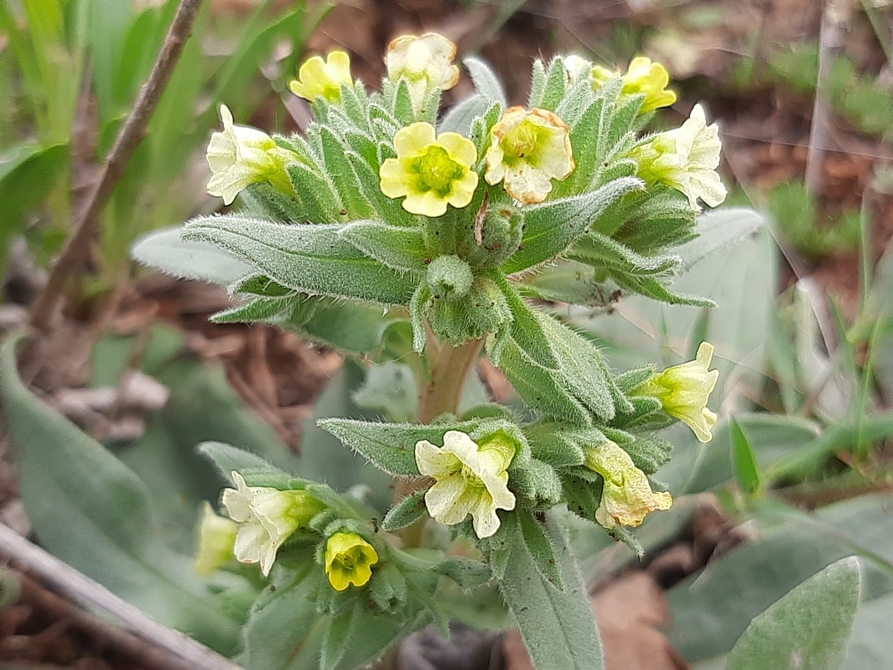 Nonea macrosperma
