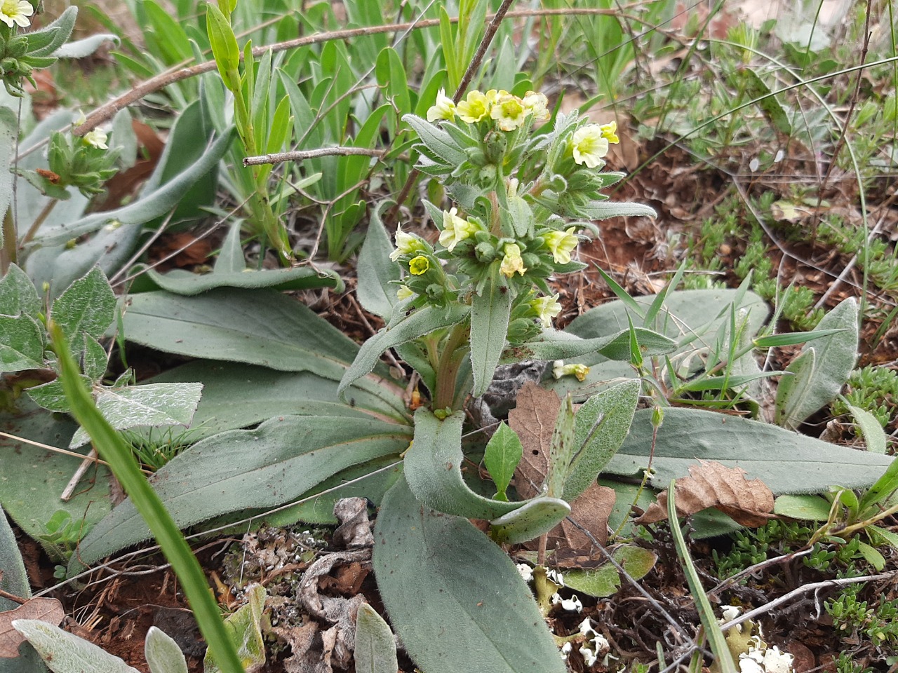 Nonea macrosperma