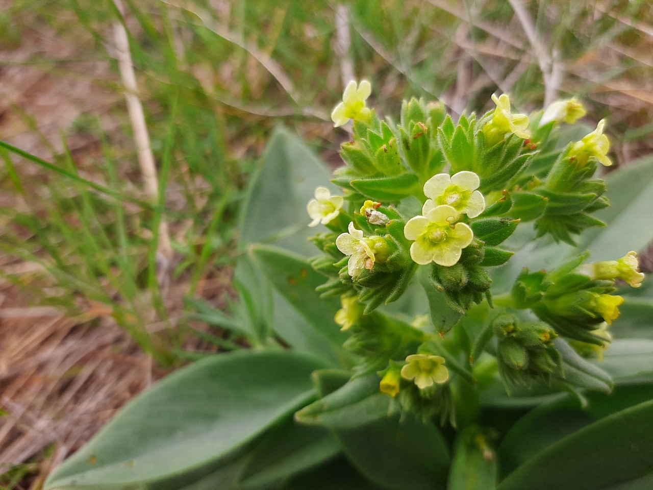 Nonea macrosperma