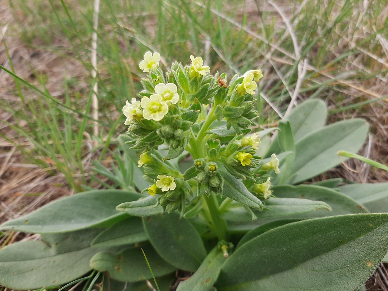 Nonea macrosperma