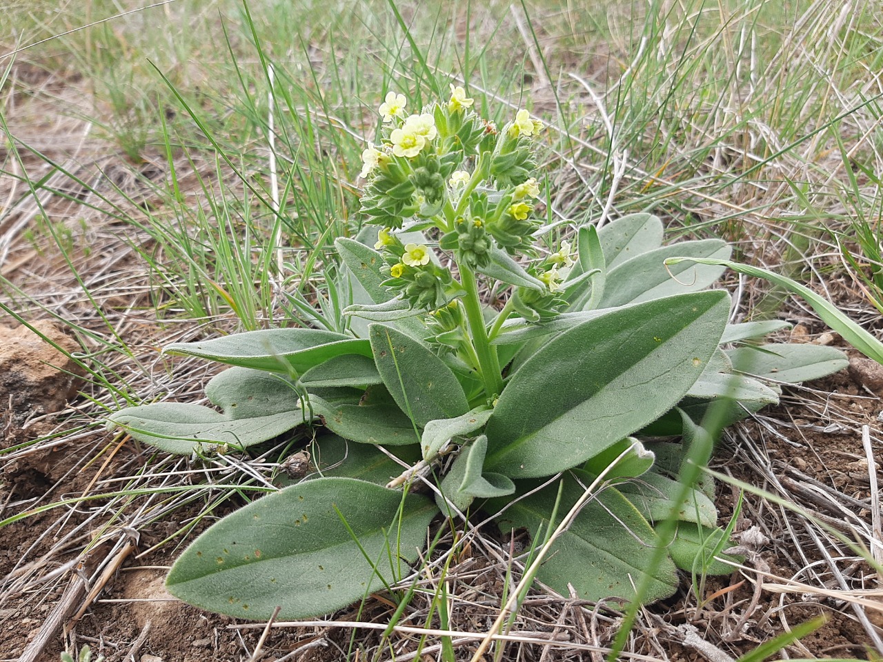 Nonea macrosperma