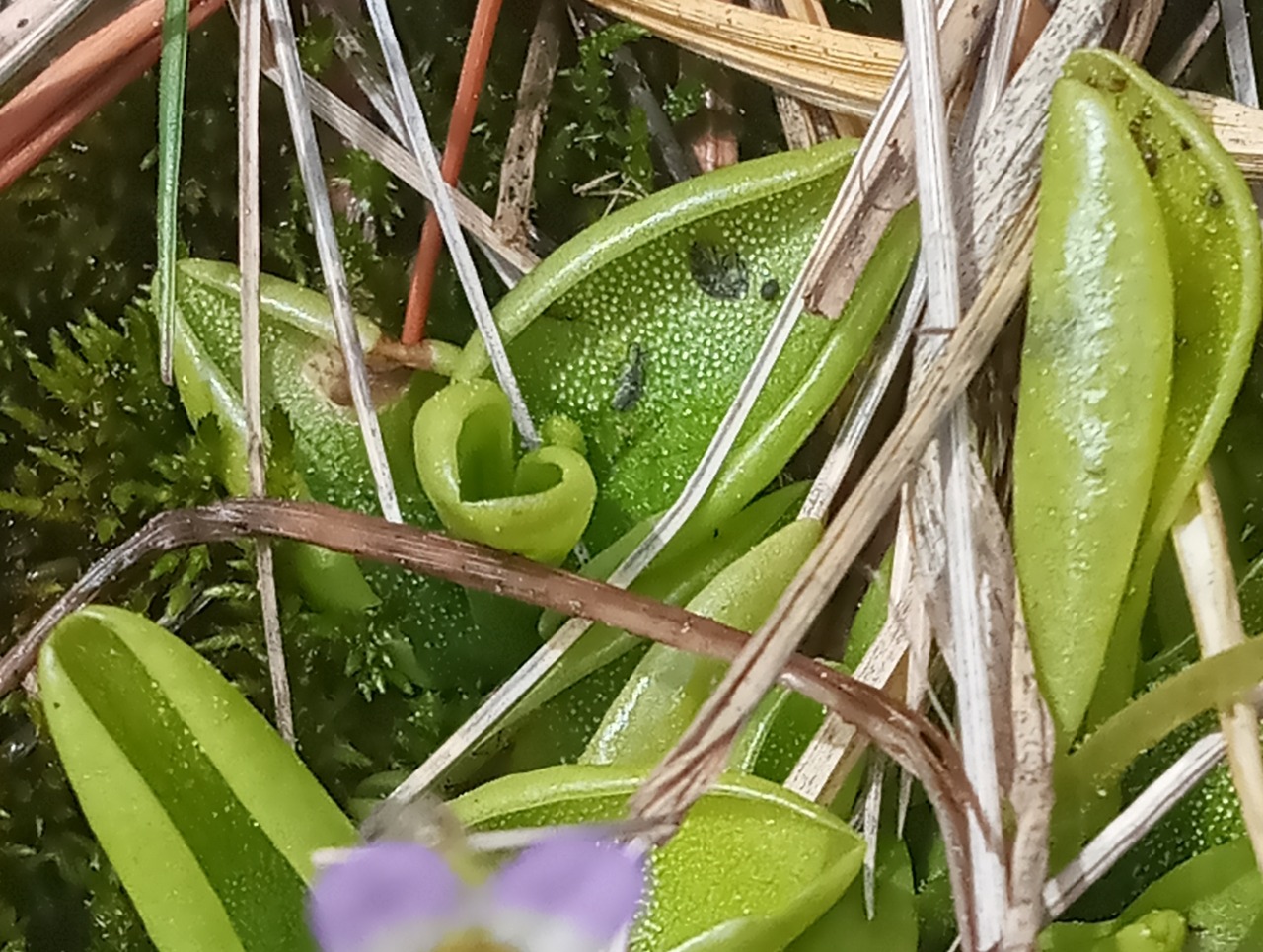 Pinguicula crystallina
