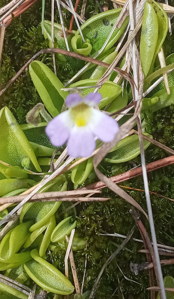 Pinguicula crystallina