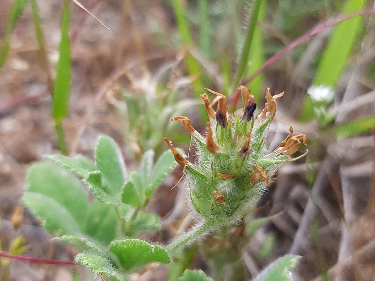 Trigonella coerulescens