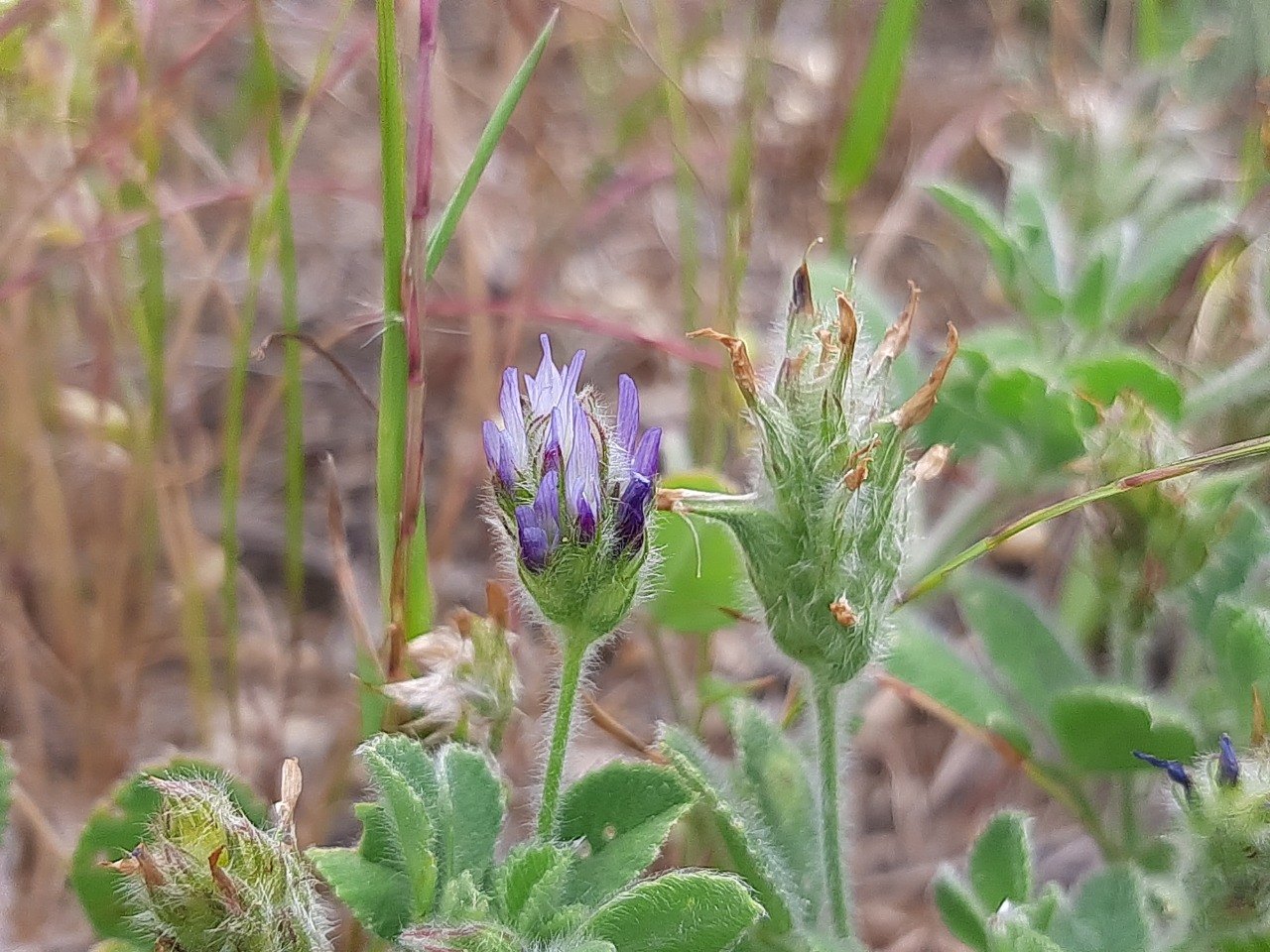 Trigonella coerulescens