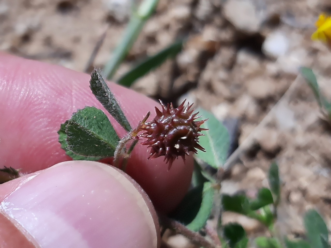 Medicago rigidula