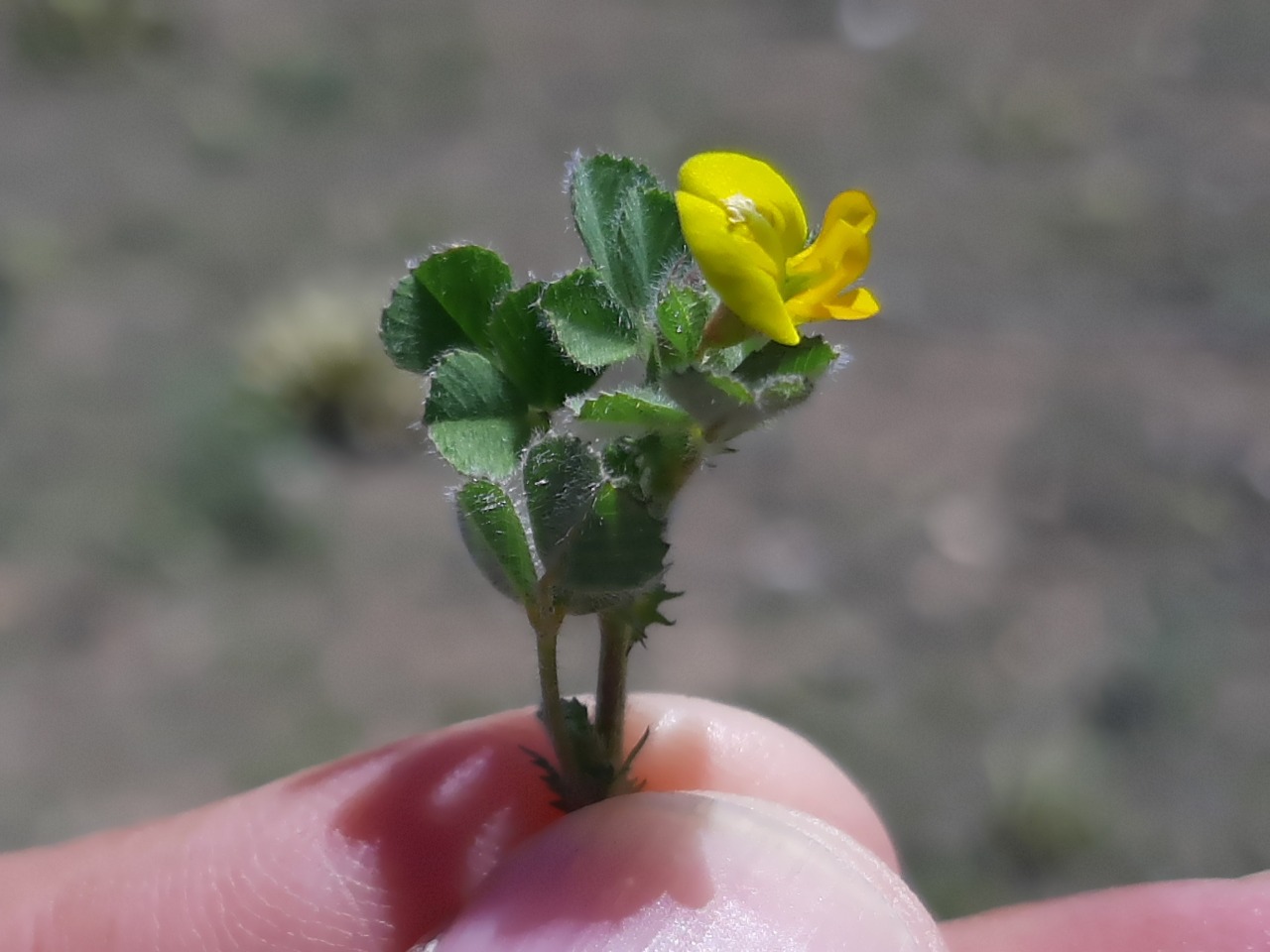 Medicago rigidula