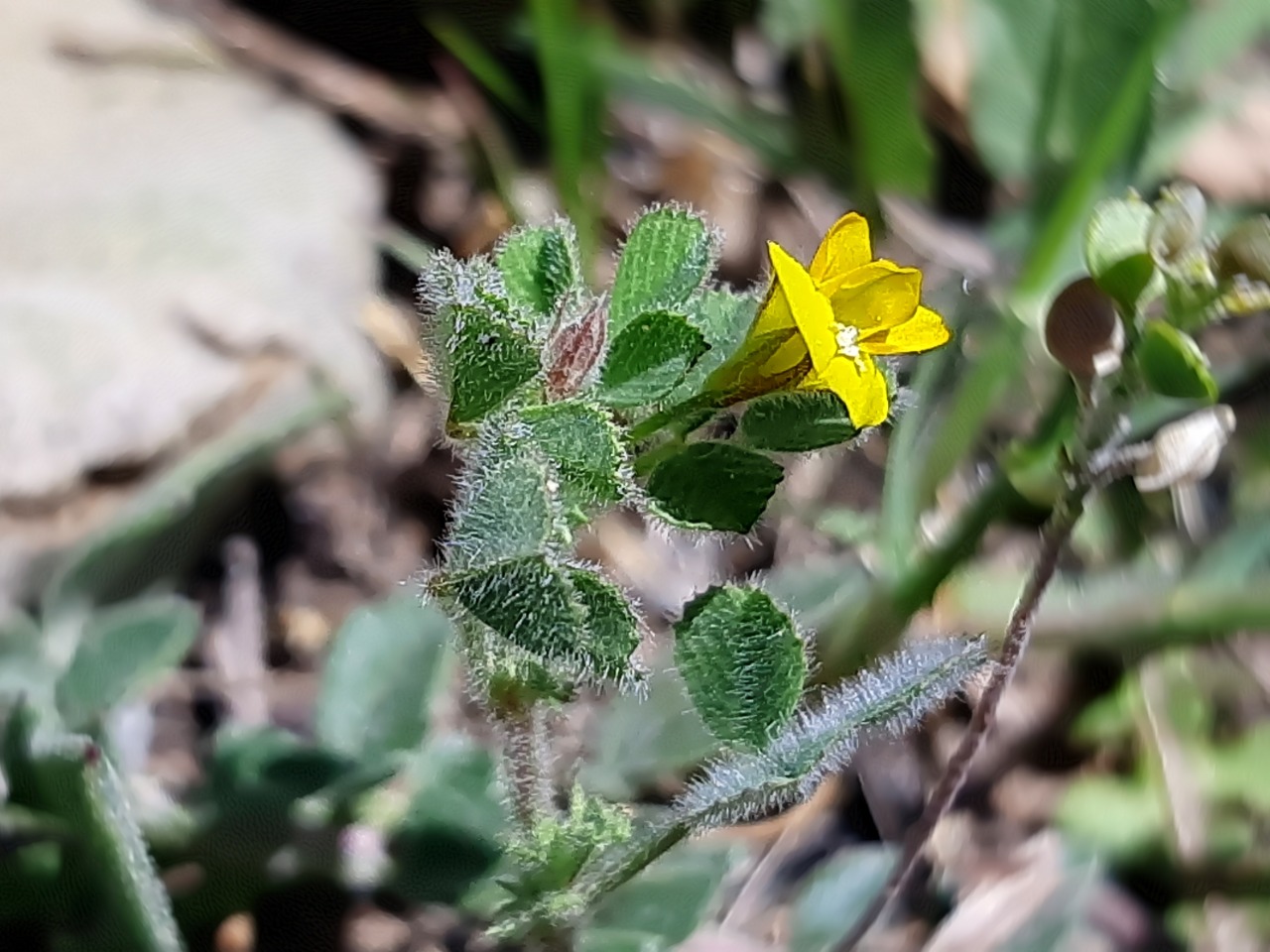 Medicago rigidula