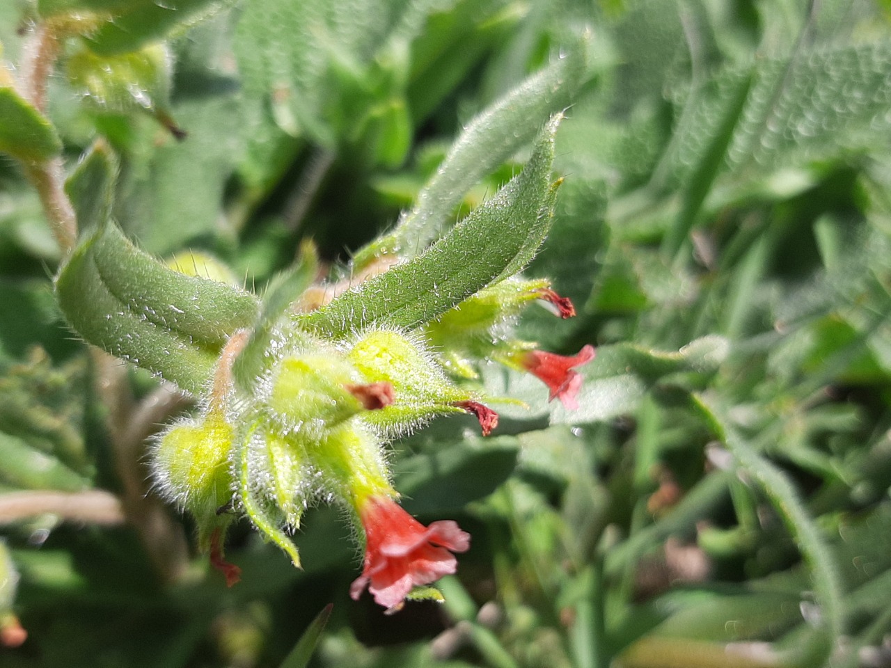 Nonea caspica