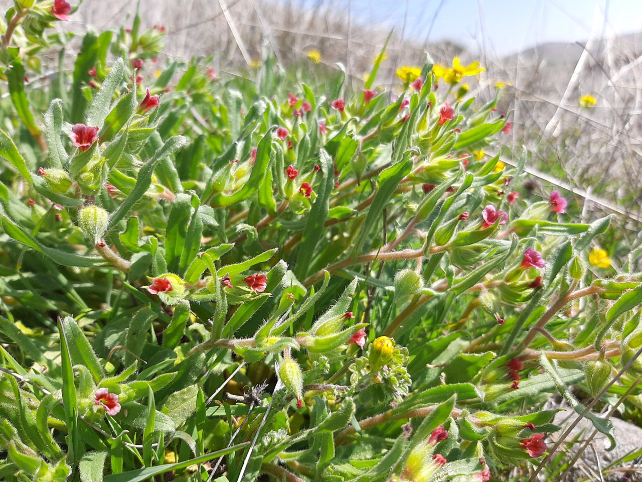 Nonea caspica