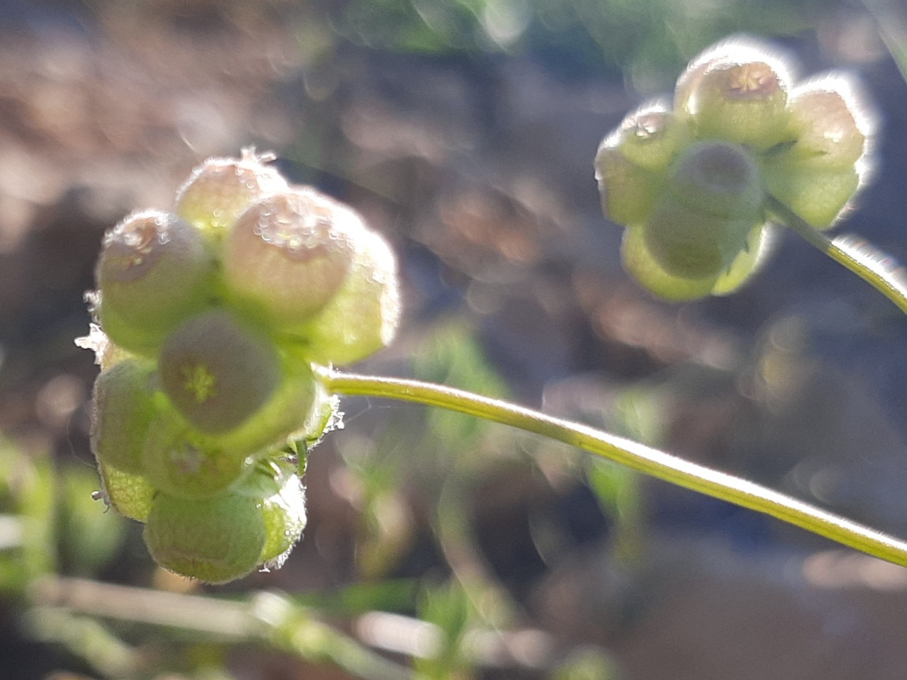 Valerianella vesicaria