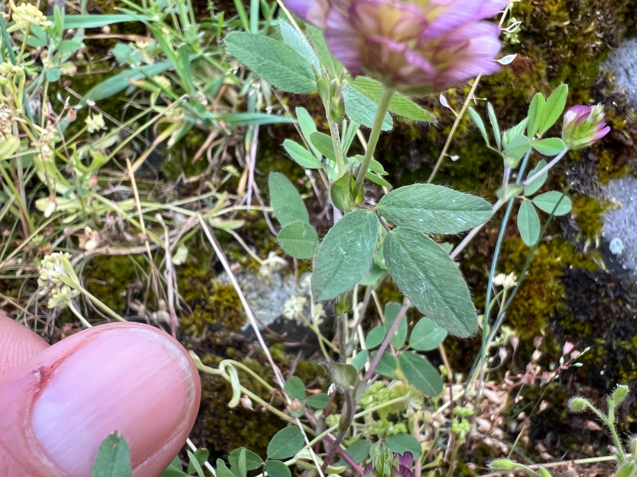 Trifolium grandiflorum