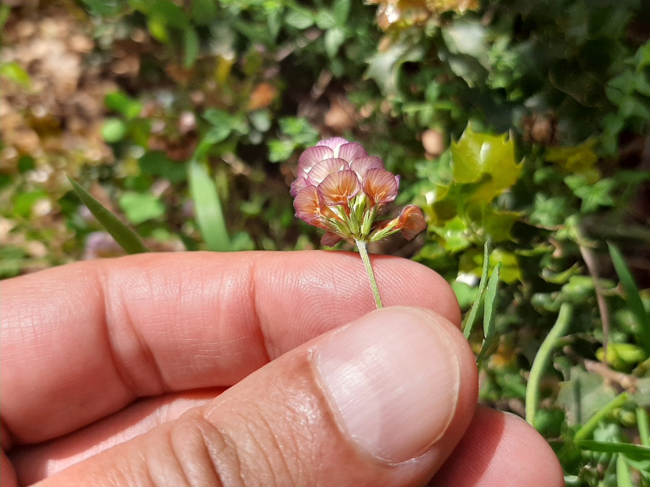 Trifolium grandiflorum