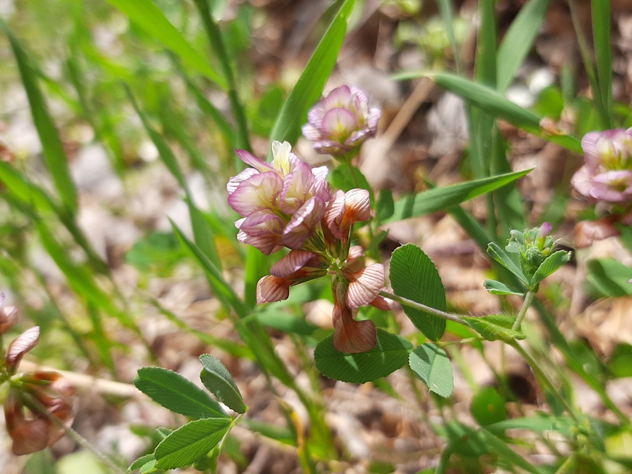 Trifolium grandiflorum