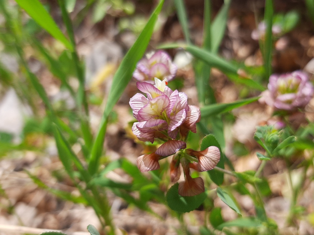 Trifolium grandiflorum