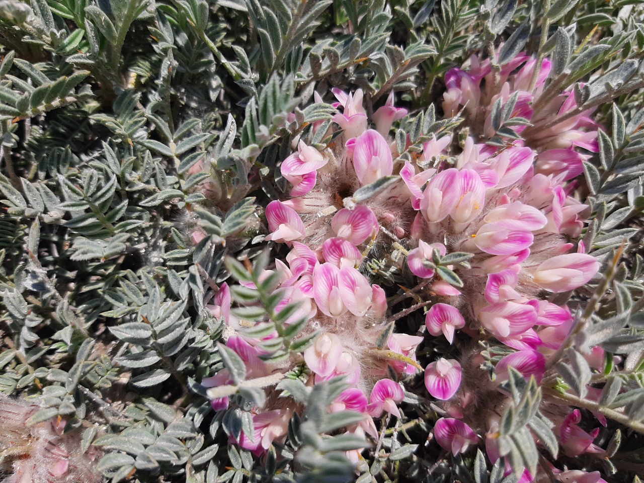 Astragalus prusianus