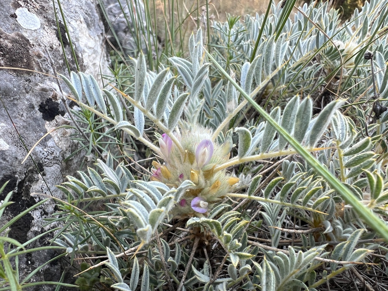 Astragalus prusianus