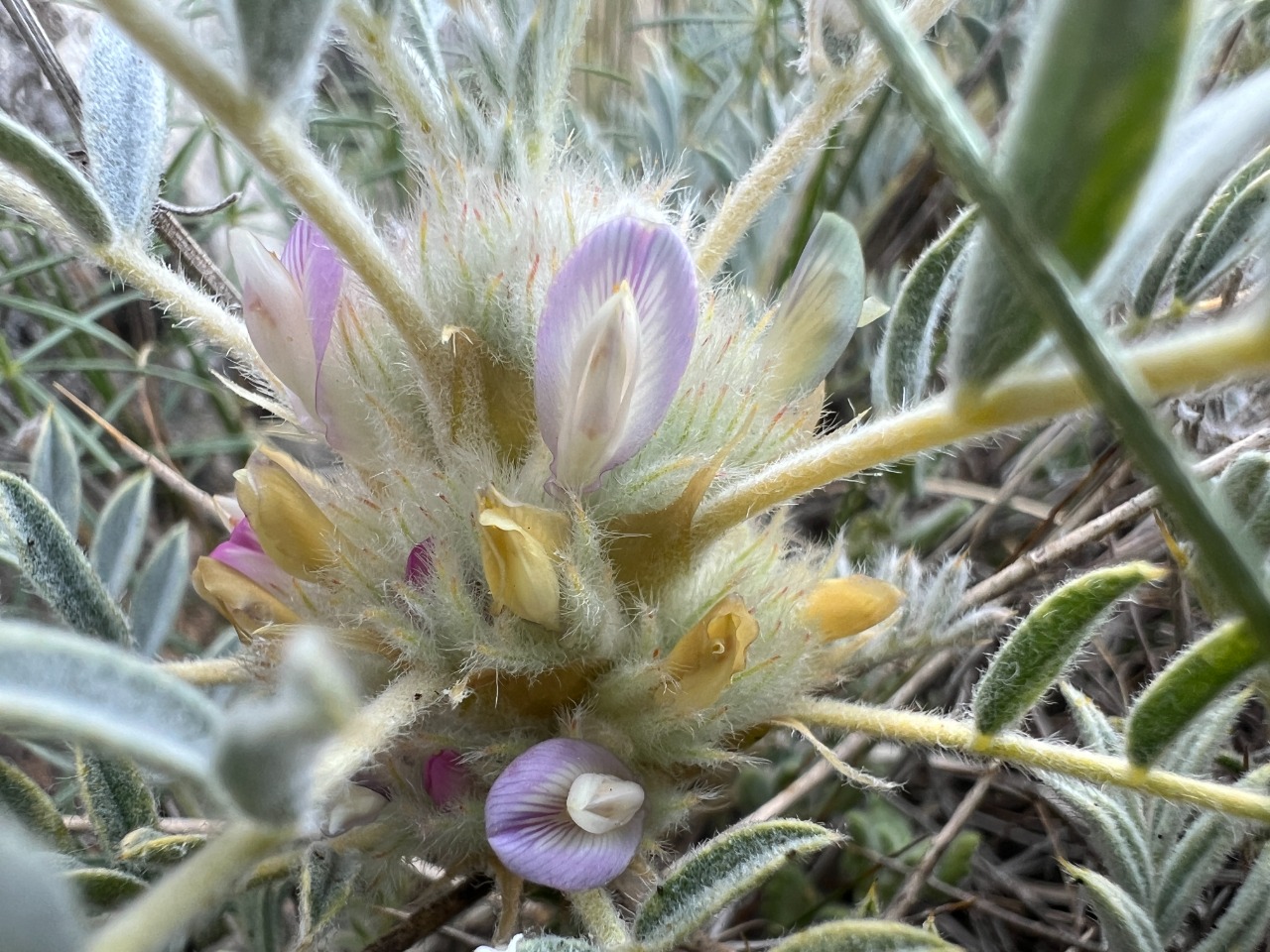 Astragalus prusianus