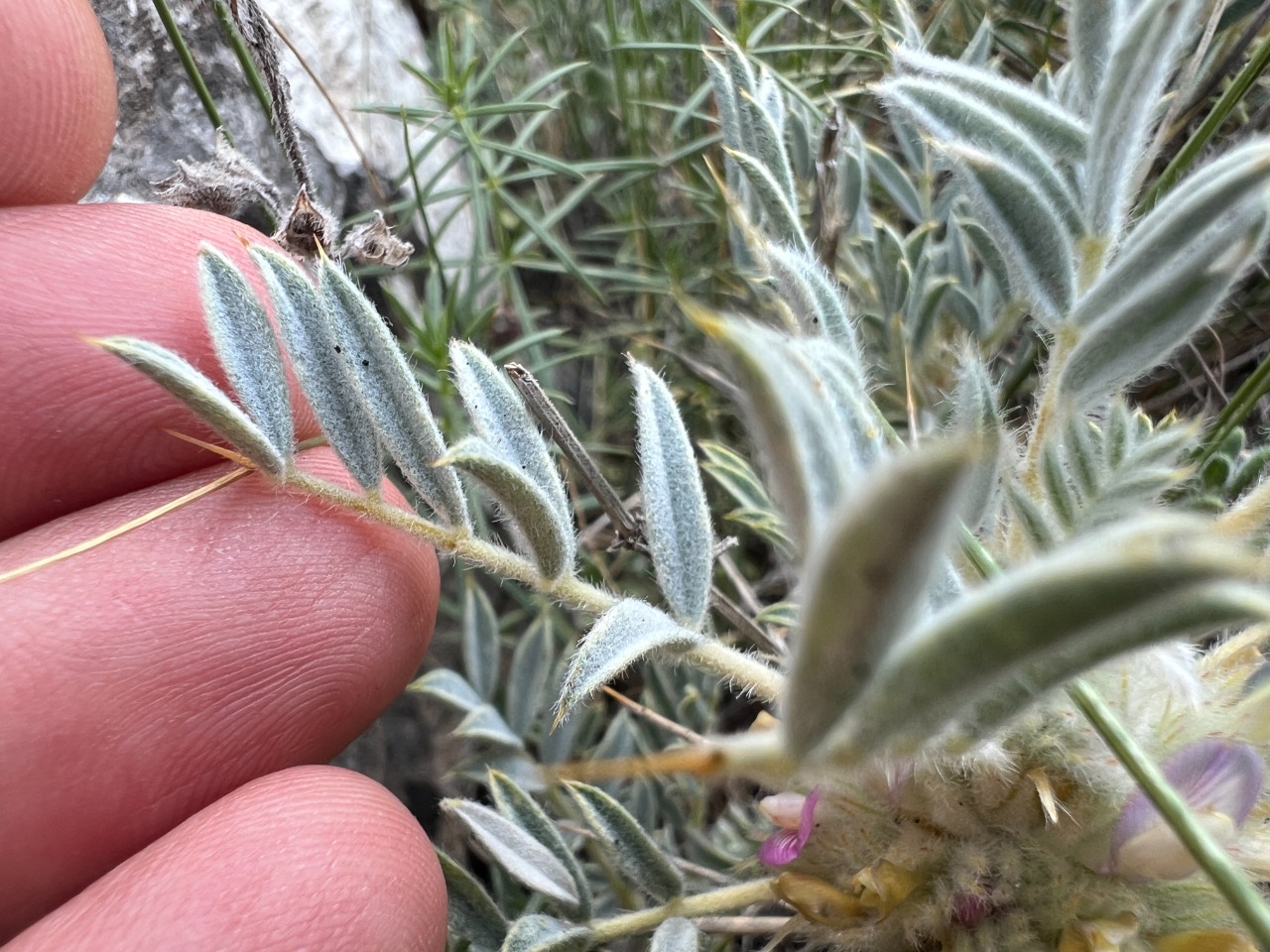 Astragalus prusianus