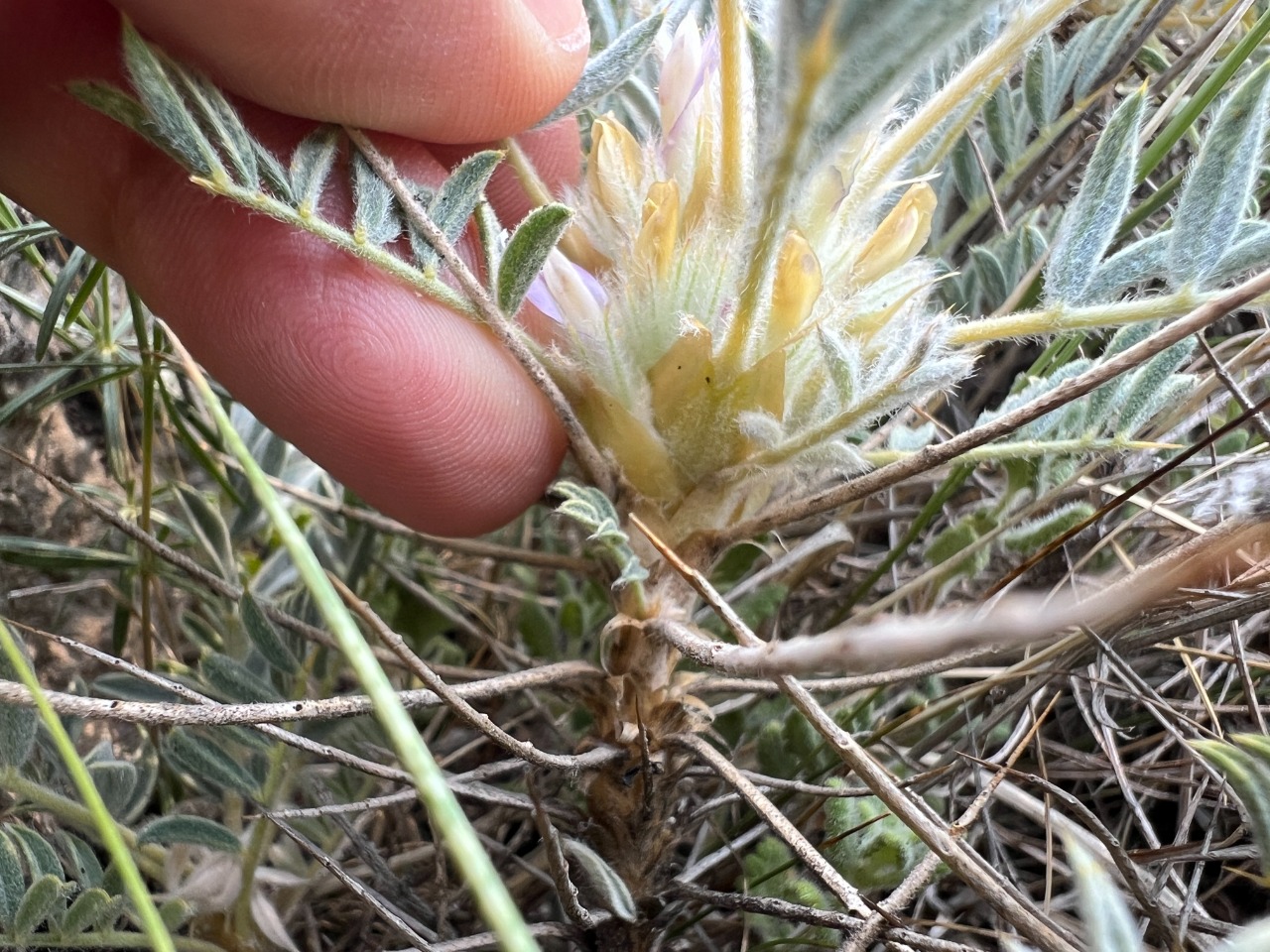 Astragalus prusianus