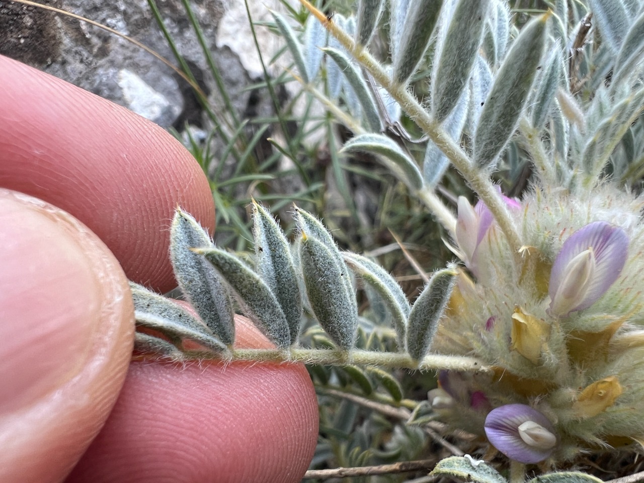 Astragalus prusianus