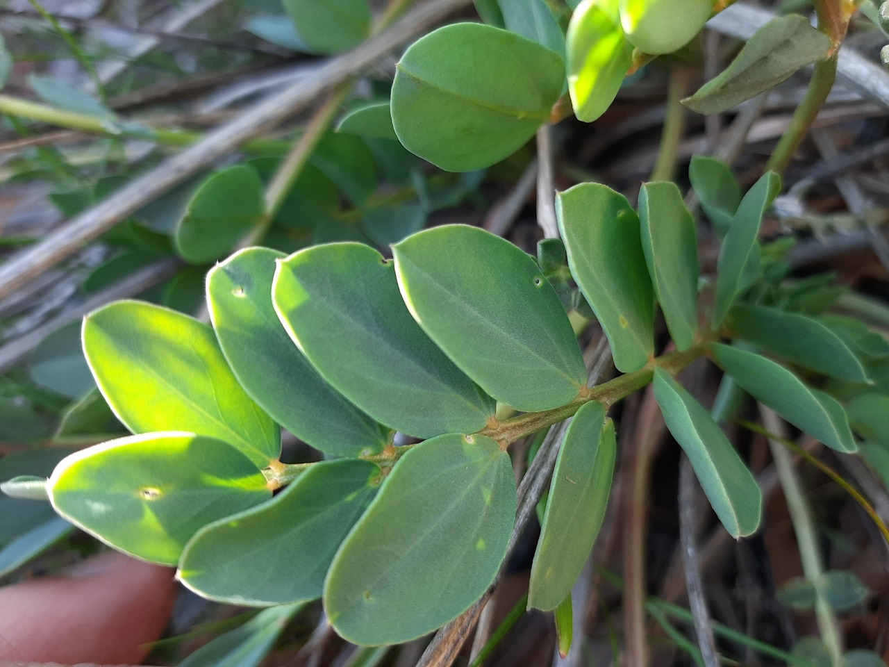 Astragalus yildirimlii