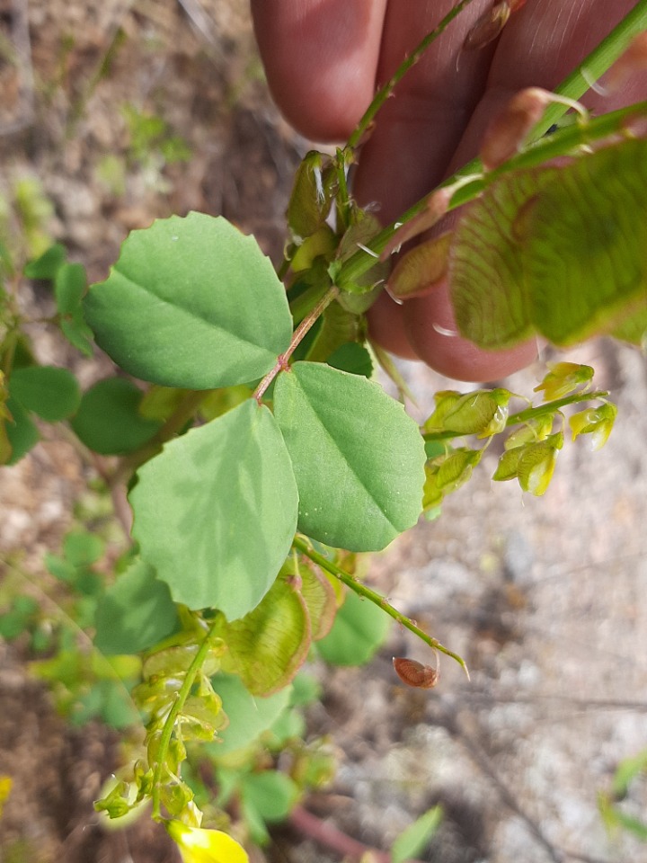 Trigonella cretica