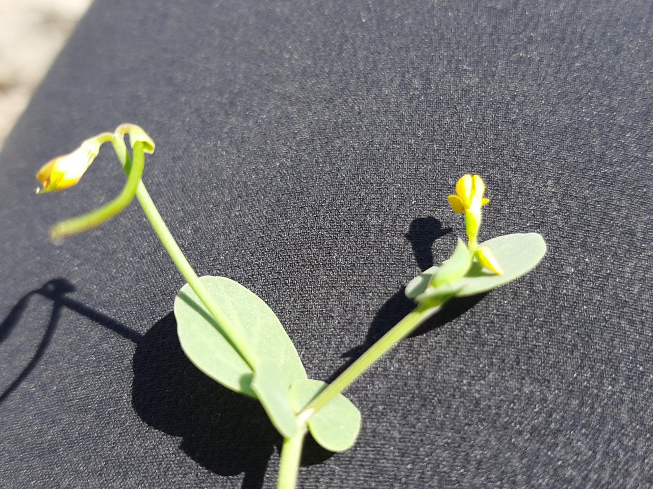 Coronilla scorpioides