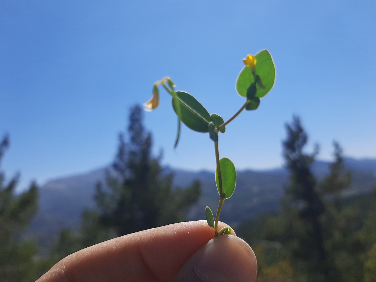 Coronilla scorpioides