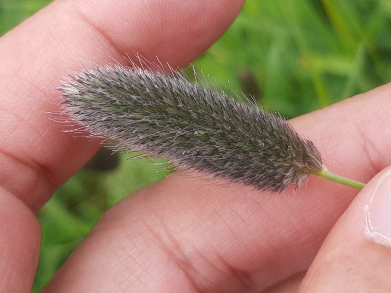 Phleum alpinum