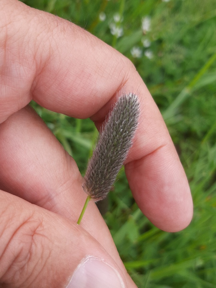 Phleum alpinum