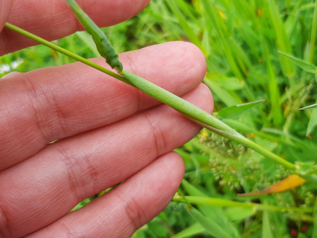 Phleum alpinum