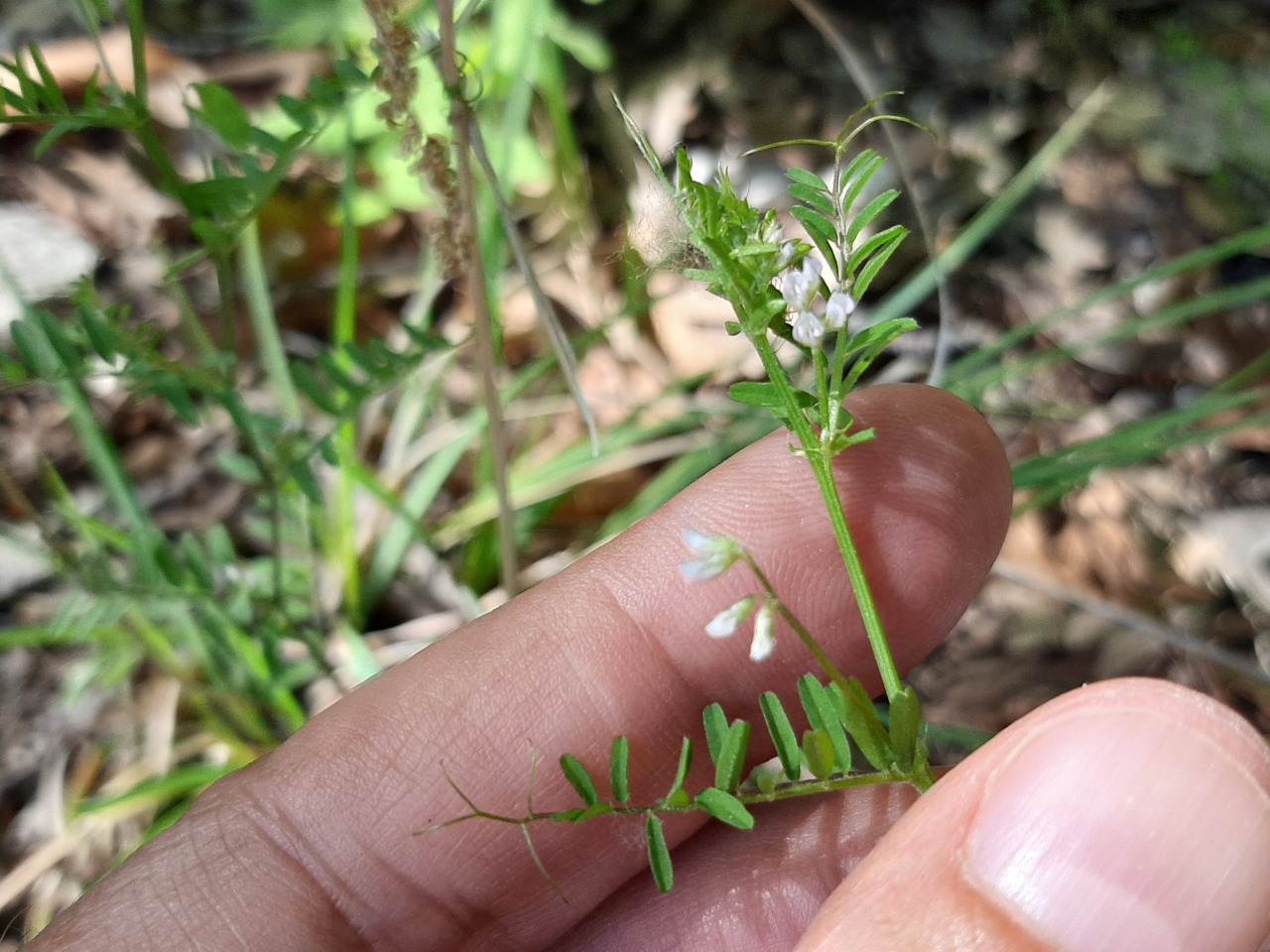 Vicia hirsuta