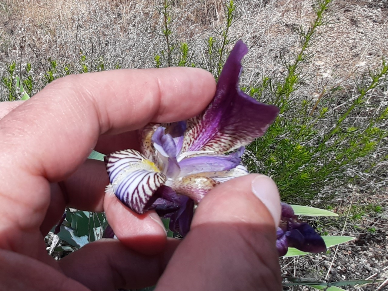 Iris purpureobractea